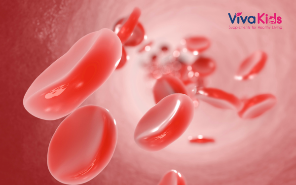 te-bao-hong-cau Tế Bào Hồng Cầu